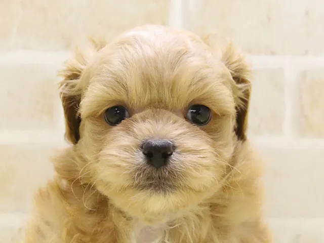 神奈川県のハーフ犬・ミックス犬 (ペッツワン三浦店/2025年3月20日生まれ/男の子/アプリコット)の子犬